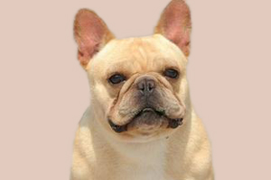 法斗挑食吃的少怎么辦