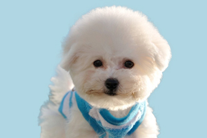 比熊缺鈣吃什么