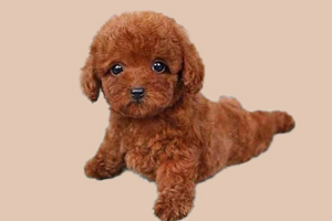 泰迪狗吃什么補營養(yǎng)