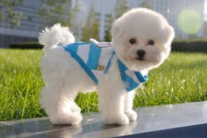 比熊增毛吃什么