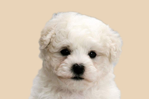 比熊吃什么爆毛