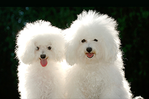 比熊犬有淚痕怎么治