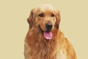 金毛狗掉毛嚴重怎么辦