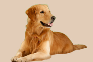 金毛喂什么長的大