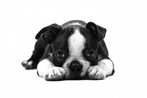 三個月狗狗怎么照顧