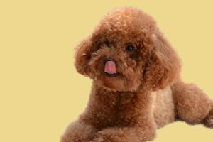 泰迪狗為什么刨地