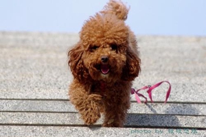 怎么給泰迪狗剪毛教程