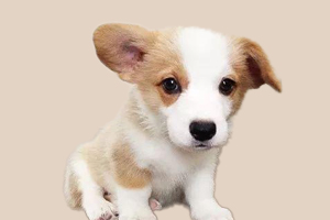 柯基幼犬挑食怎么辦