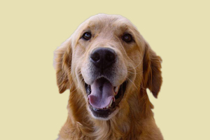 金毛狗能吃什么水果