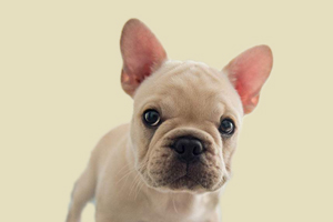 法斗喂養(yǎng)注意什么