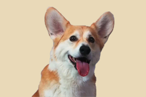 柯基犬掉毛怎么辦