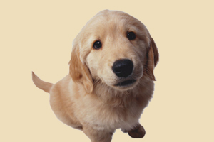 金毛狗狗怎么喂養(yǎng)