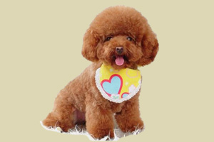 泰迪犬換毛多長時間