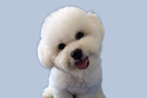 怎樣給比熊梳毛