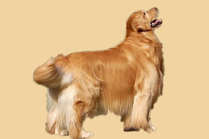 金毛狗毛不好怎么辦