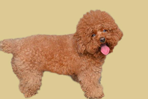 怎么給泰迪狗梳毛