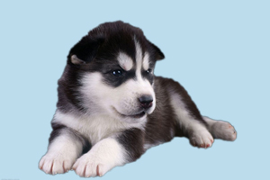 哈士奇幼犬能吃什么水果