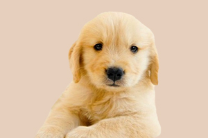 金毛吃什么發(fā)毛