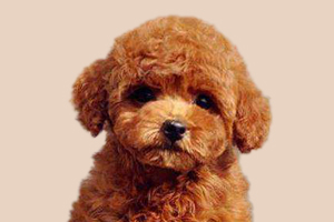 泰迪狗吃什么有營養(yǎng)