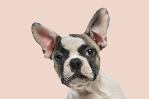 法斗吃什么補鈣