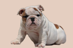 英斗犬不能吃什么