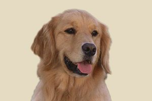 金毛犬不愛走路怎么辦