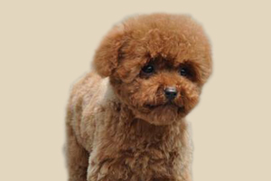 泰迪犬缺鈣怎么補