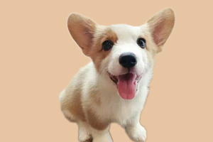 柯基毛少怎么辦