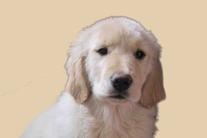 金毛狗眼睛紅怎么回事