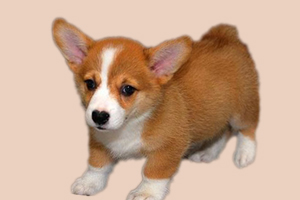 柯基胖怎么減肥