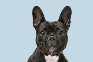 法斗能吃什么東西