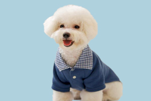 如何給比熊洗臉