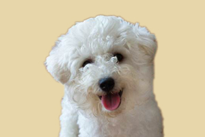 比熊什么時候可以洗澡