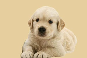 小金毛狗怎么養(yǎng)胖