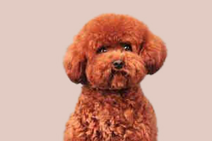 泰迪驅(qū)蟲怎么驅(qū)