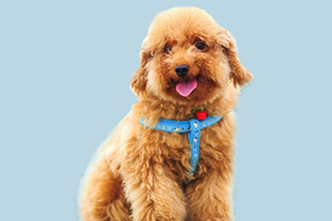 泰迪犬淚痕是什么原因