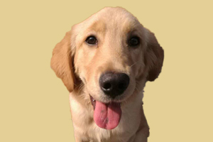 金毛狗耳朵臭怎么治療