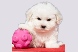 比熊犬什么時候驅蟲