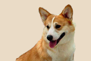 柯基缺鈣怎么辦