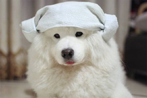 薩摩耶的毛發(fā)黃什么原因