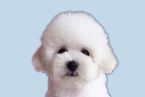 怎么給比熊擠肛門腺