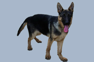 德牧幼犬吃什么