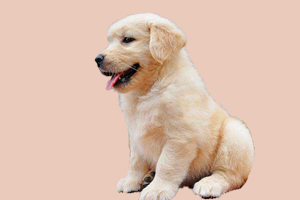 金毛犬不愛吃怎么辦