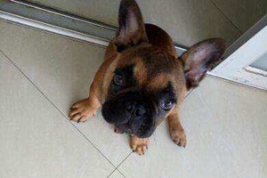 法斗怎么喂養(yǎng)