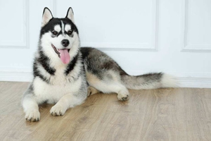 哈士奇不吃狗糧怎么辦