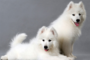 薩摩狗狗吃什么長(zhǎng)毛快