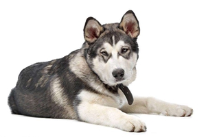 阿拉斯加如何養(yǎng)胖