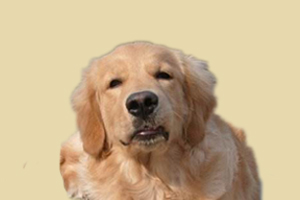 金毛犬喂什么毛發(fā)亮