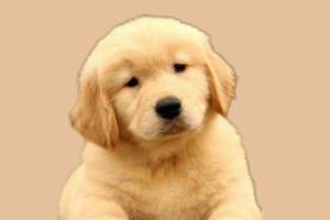 金毛幼犬瘦怎么辦