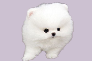 博美犬吃什么食物